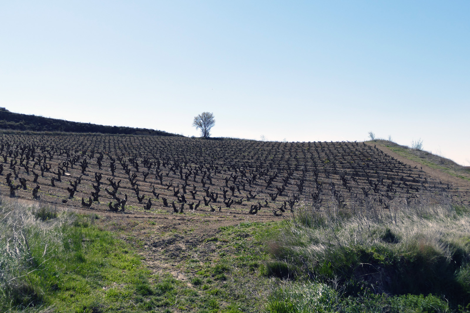 Weinberg im Rioja